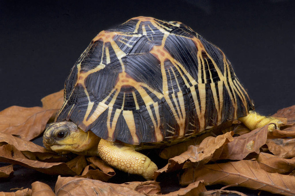 La tortue rayonnée (Astrochelys radiata) est une espèce de tortue spectaculaire que l'on trouve à Madagascar.
. - Photo, image