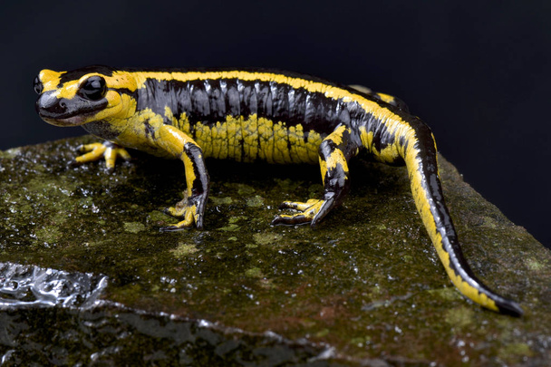 Galíciai szalamandra, Salamandra salamandra bernardezi - Fotó, kép