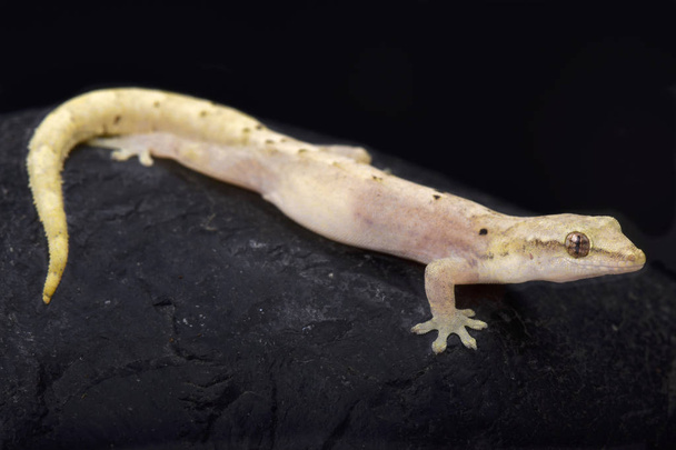 Το πένθος gecko (Lepidodactylus lugubris) είναι ένα θηλυκό μόνο είδος σαύρας. Αυτό ονομάζεται parthenogenic.  - Φωτογραφία, εικόνα