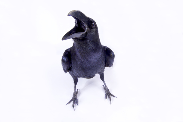 The Common raven (Corvus corax corax) is an extremely smart bird species. - Photo, Image