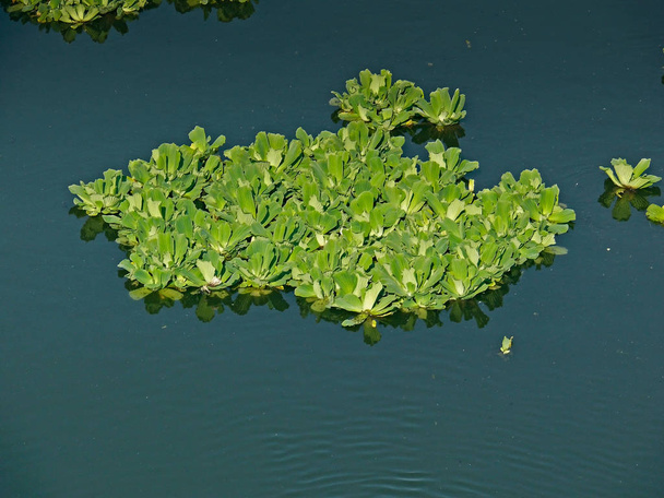 Noxious weed, Water Lettuce, Pistia statiotes - Photo, Image