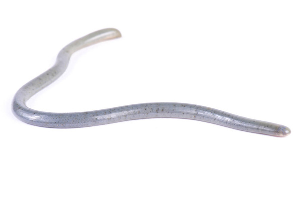 Cobra-minhoca, Afrotyphlops ssp
. - Foto, Imagem