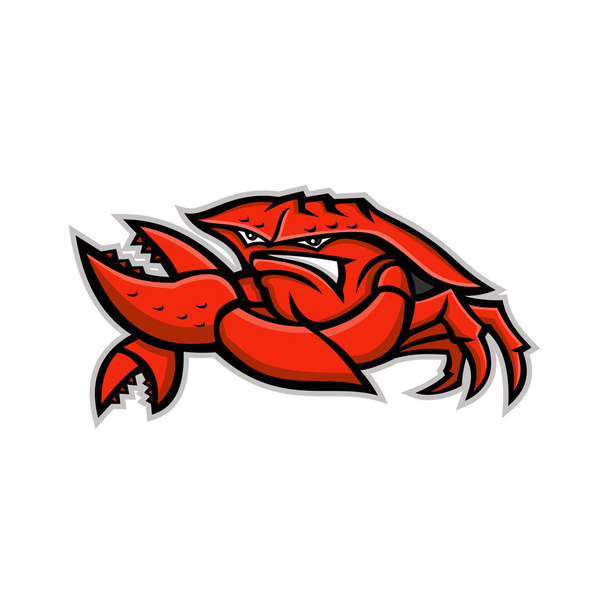 Icono de mascota ilustración de un cangrejo rojo enojado o cangrejo de tierra, un crustáceo decápodo con exoesqueleto grueso, flexionando su pinza vista desde el frente sobre un fondo aislado en estilo retro
. - Vector, imagen