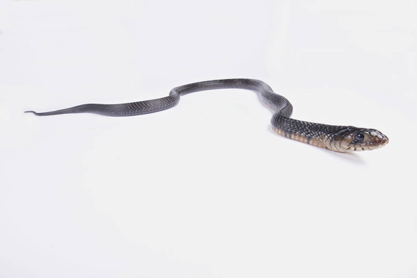 Serpente indaco del Texas, Drymarchon melanurus erebennus
 - Foto, immagini