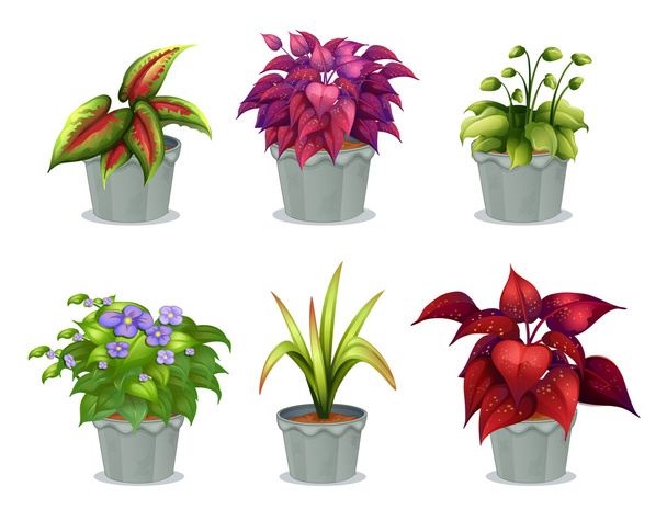 Six different plants - Vector, Image