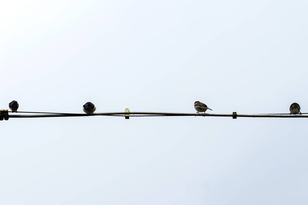 Pájaros en una línea eléctrica en Alemania - Foto, imagen