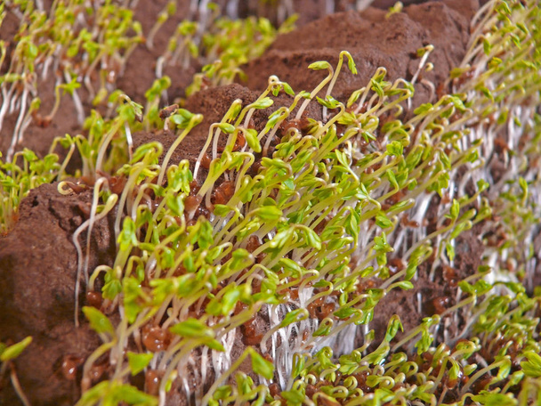 Lepidium sativum L, садовый перец
 - Фото, изображение
