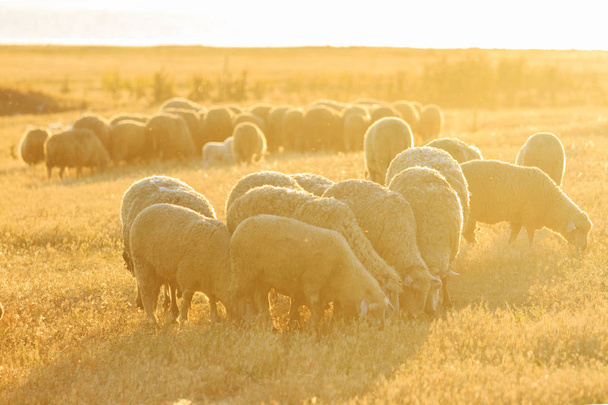 koyun gün batımında sıyrılmak - Fotoğraf, Görsel