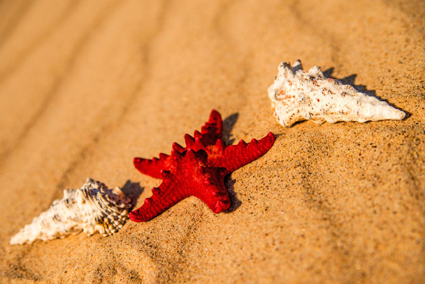 Tengeri csillag a homokos tengerparton  - Fotó, kép