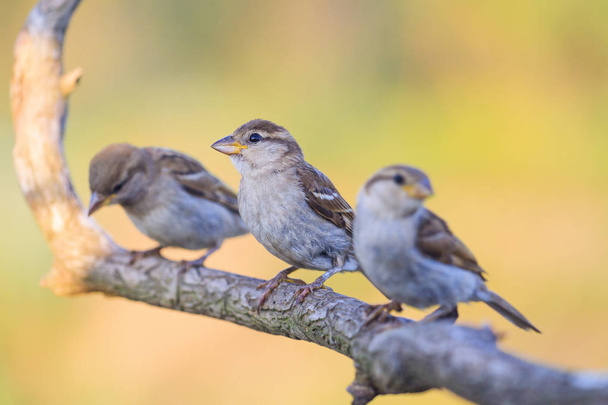 kleine Vögel sitzen in einer Reihe, Wildtiere und einzigartige Momente - Foto, Bild