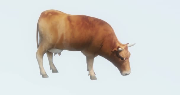 4 k szarvasmarha eszik fű, 3D-s rajzfilm, állattenyésztés, állat-sziluett. - Felvétel, videó