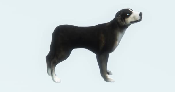4 k hond 3d cartoon, geweldig huisdier, dierlijke silhouet. - Video