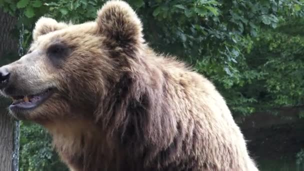 Retrato de urso pardo (Ursus arctos beringianus). Urso castanho de Kamchatka
. - Filmagem, Vídeo