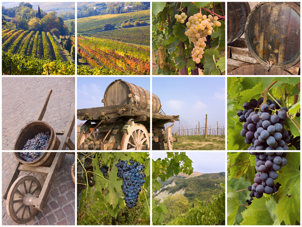 collage of grapes, vineyard, old barrels and tools for italian wine production - Photo, Image