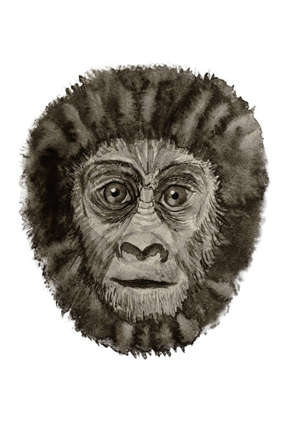 Портрет гориллы с акварелью
 - Фото, изображение