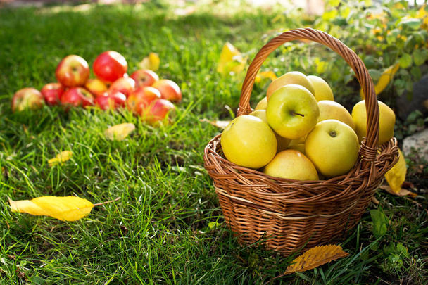 Wicker Basket with Yellow Apples in the Garden. - Fotó, kép