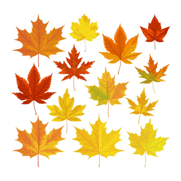 Ilustración vectorial, conjunto de hojas de otoño realistas brillantes. Hojas de otoño fondo
. - Vector, Imagen