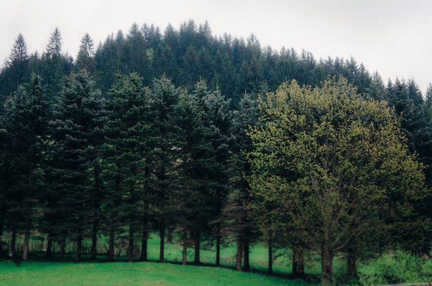 Fotó a gyönyörű táj erdő. Fényképezett a lens shift - Fotó, kép