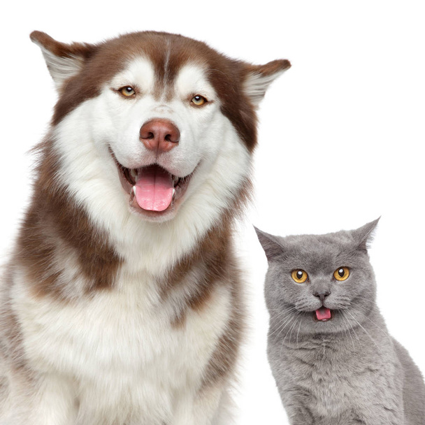 Happy pets. Cat and dog theme. Close-up portrait isolated on white background - Photo, Image