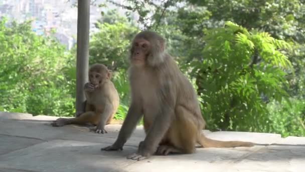 Affenweibchen mit Jungtier - Filmmaterial, Video