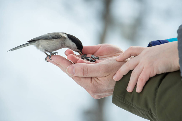 A small bird poecile montanus eats sunflower seeds from a hand in the forest in winter - Photo, Image