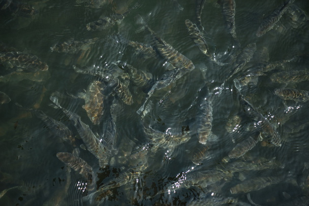 Blick von oben auf Fischschwärme, die im Fluss schwimmen - Foto, Bild