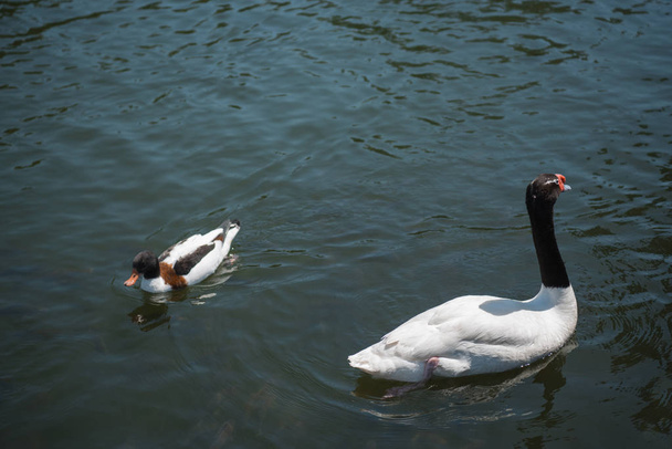 pato salvaje y cisne nadando en el río
 - Foto, imagen