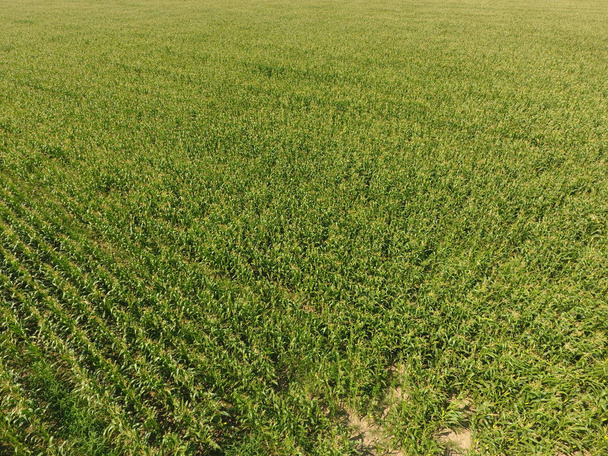 Campo de milho. O milho verde floresce no campo. Período de crescimento e amadurecimento de espigas de milho
 - Foto, Imagem