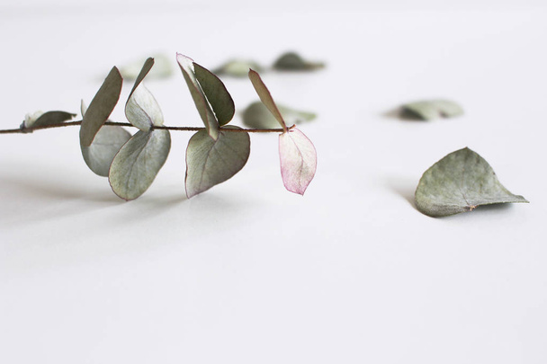 Eucalyptus leaves on a white background,flat bed, top view. - Photo, Image