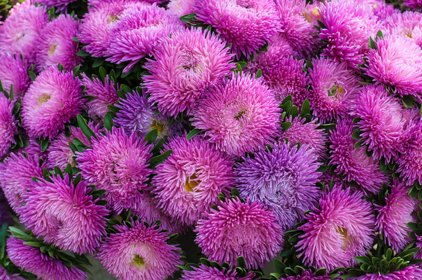 Fodros lila őszirózsák a nyári kertben. Egy csokor virágzó kerti őszirózsa chinensis. Buja friss bíbor virágok őszirózsák nőnek a virág ágy. - Fotó, kép