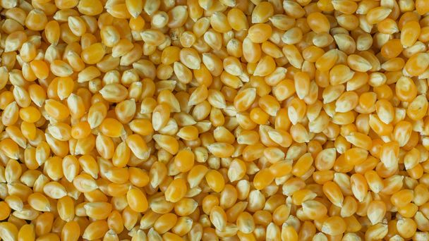 The corn seeds close up background image. - Photo, Image