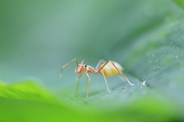 Las hormigas están en las hojas en la naturaleza
. - Foto, Imagen