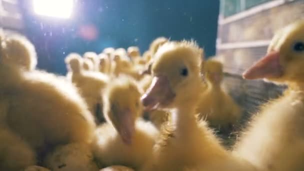 Tiny ducks sit in one box, close up. Many ducklings are on a farm, sitting in a box on a light background. - Metraje, vídeo