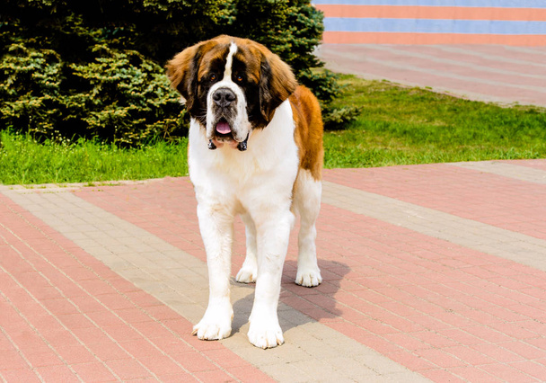 Cane da guardia di Mosca in piena faccia. Mosca Watchdog è nel parco della città
. - Foto, immagini