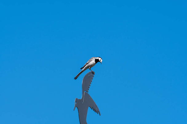 Wagtail sitting on a weathercock by a blue sky - Photo, Image