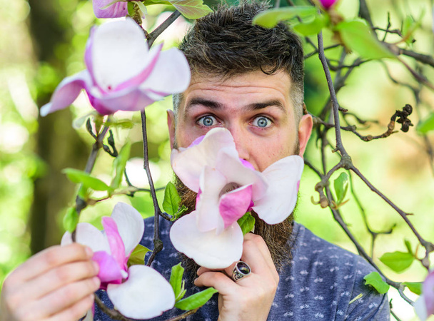 Hipster enjoys aroma of blossom. Perfumer concept. Bearded man with fresh haircut sniffs bloom of magnolia. Man with beard and mustache on excited face near magnolia flowers, background defocused - Фото, изображение
