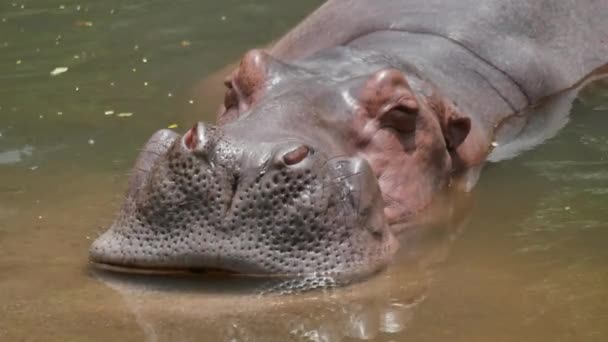 Hipopotam w jeziorze - Materiał filmowy, wideo
