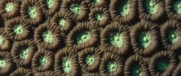 Close up of a Two Colored Star Coral (Favia speciosa), WAKATOBI, Indonesia, Nov 2017, cámara lenta
 - Imágenes, Vídeo