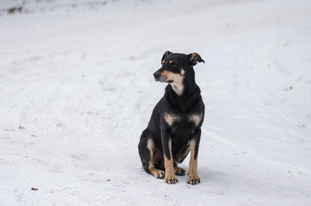 Musta eksynyt hoitotyön äiti koira istuu talvella kadulla ja katselee ympärilleen
 - Valokuva, kuva