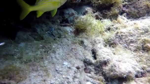 A beautiful French Grunt swimming in the Caribbean. - Footage, Video