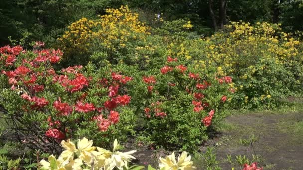 A parkban, tavaszi, napsütéses időben gyönyörű fehér, sárga és vörös rododendronok bokrok. - Felvétel, videó