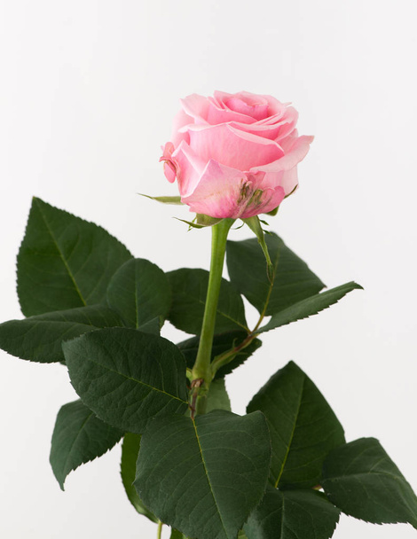 nieprzetworzonych i surowych rose na białym tle - Zdjęcie, obraz