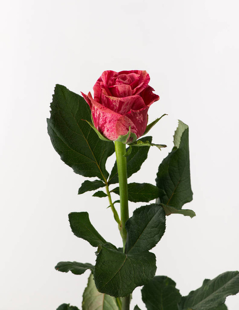 untreated and crude rose on white background - Photo, Image