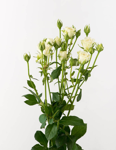 ένα μάτσο μη επεξεργασμένα και ανεπεξέργαστα ροδαλά λουλούδια σε λευκό φόντο - Φωτογραφία, εικόνα