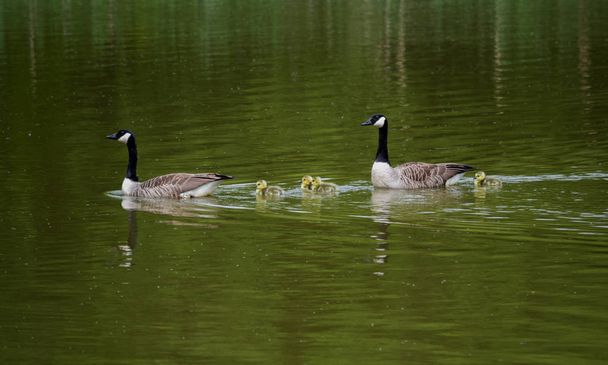 Una familia de ganso en el agua con los padres pastoreando los goslings
 - Foto, Imagen