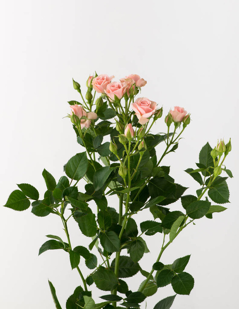 ένα μάτσο μη επεξεργασμένα και ανεπεξέργαστα ροδαλά λουλούδια σε λευκό φόντο - Φωτογραφία, εικόνα