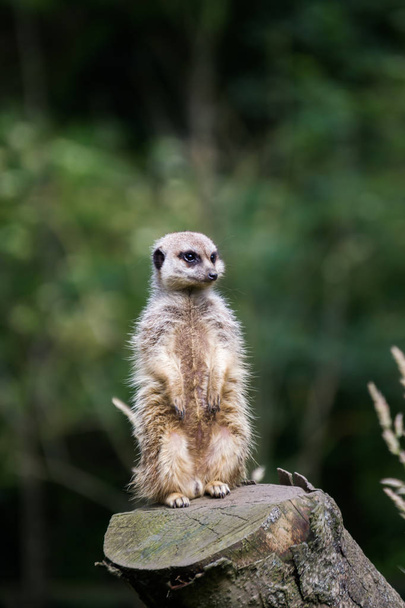 A lone meerkat sitting on a tree trunk on guard duty - Photo, Image