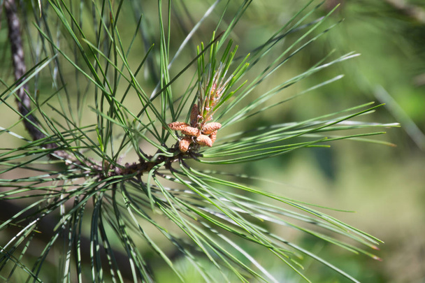 Een close-up beeld van kleine eikels groeien op een boom acorn - Foto, afbeelding