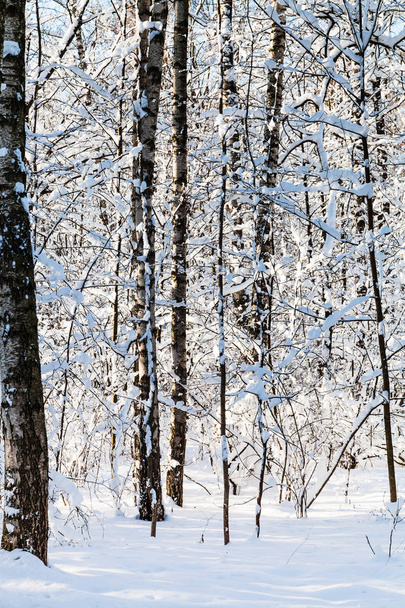 snowy woods in forest of Timiryazevskiy park of Moscow city in sunny winter day - Foto, Imagem