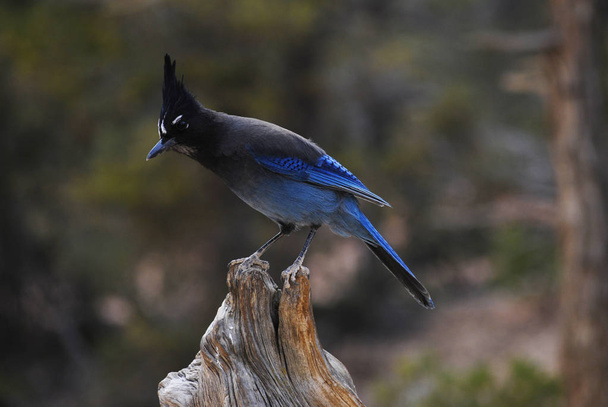 Beau geai de steller oiseau avec queue bleu vif, la faune
 - Photo, image